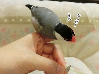 ブンチョ日誌