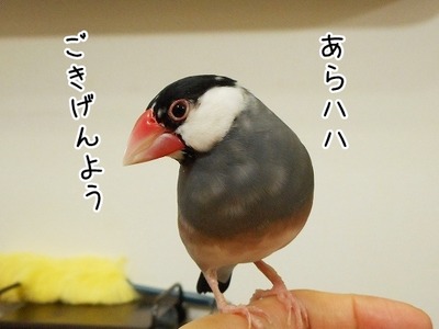 s-DSCN0348