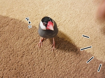 ブンチョ日誌