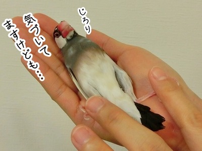 s-CIMG7624