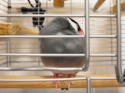 ブンチョ日誌