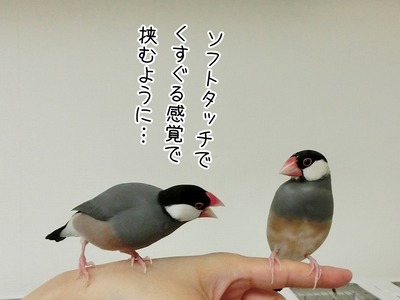 s-CIMG0191