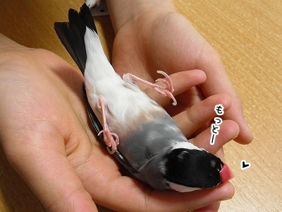 ブンチョ日誌