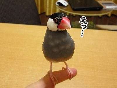 ブンチョ日誌
