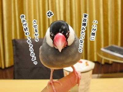 ブンチョ日誌