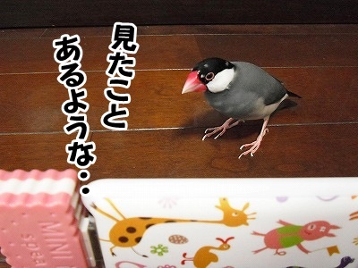 ブンチョ日誌