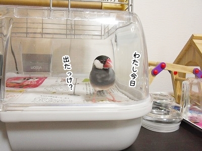 ブンチョ日誌