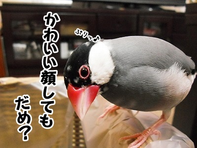ブンチョ日誌