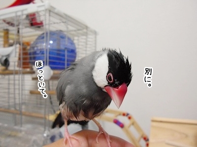 ブンチョ日誌