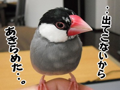 ブンチョ日誌
