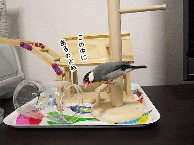 ブンチョ日誌