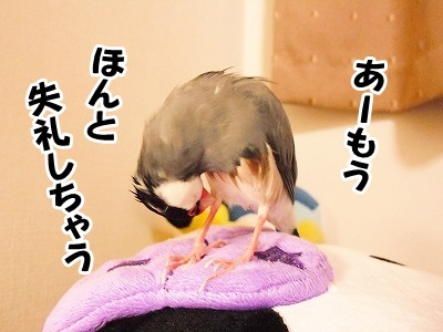 ブンチョ日誌
