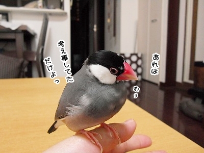 ブンチョ日誌