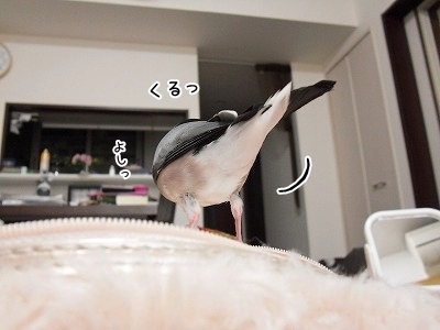 ブンチョ日誌