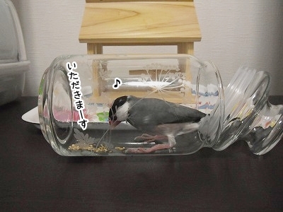 ブンチョ日誌