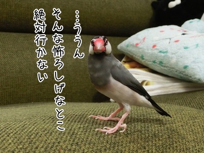 s-CIMG0535