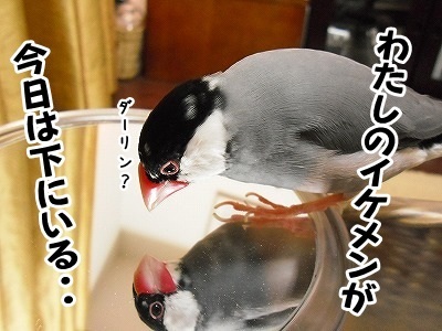 ブンチョ日誌