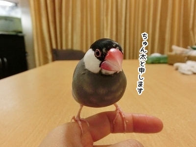 ブンチョ日誌