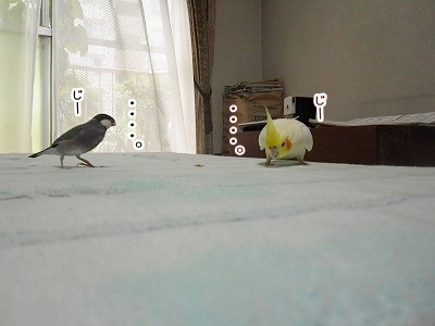 ブンチョ日誌