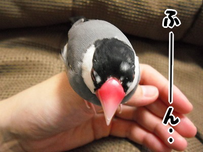 ブンチョ日誌