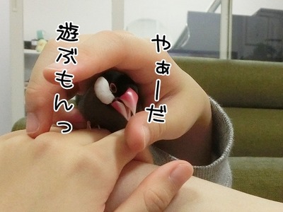 s-CIMG5362