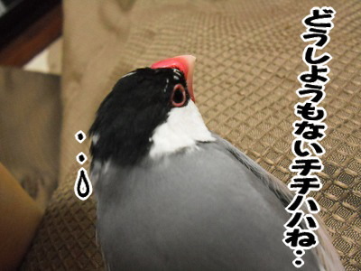 ブンチョ日誌