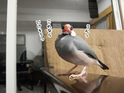 ブンチョ日誌