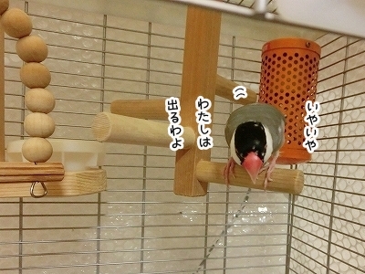 ブンチョ日誌