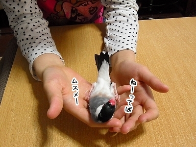 ブンチョ日誌