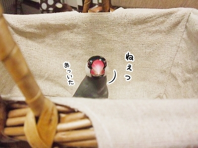 ブンチョ日誌