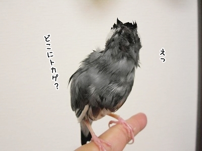 ブンチョ日誌