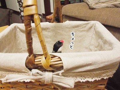 ブンチョ日誌