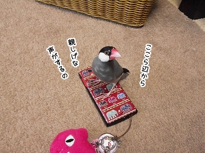 ブンチョ日誌