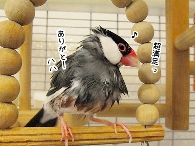 ブンチョ日誌