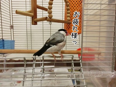 s-CIMG8271