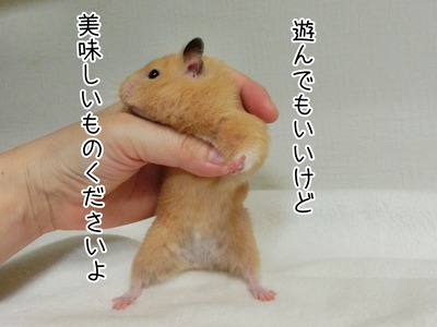 s-CIMG0777