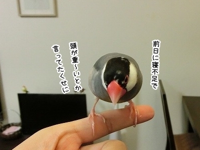 ブンチョ日誌