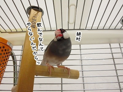 ブンチョ日誌