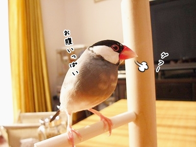 ブンチョ日誌