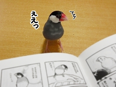 ブンチョ日誌