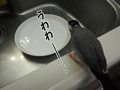 ブンチョ日誌