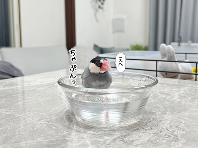 我が家の愉快な文鳥たち : ブンチョ日誌 Powered by ライブドアブログ