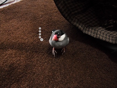 ブンチョ日誌