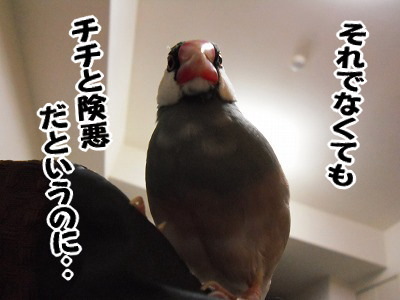 ブンチョ日誌