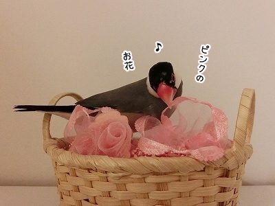 ブンチョ日誌
