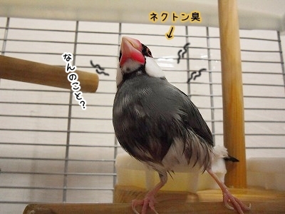 ブンチョ日誌