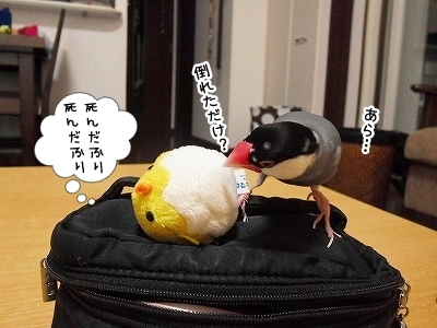ブンチョ日誌