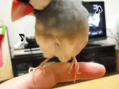 ブンチョ日誌