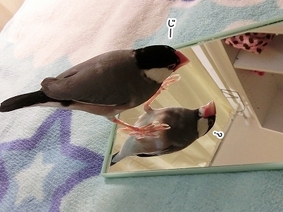 ブンチョ日誌