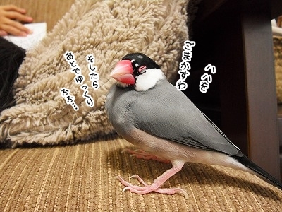 ブンチョ日誌